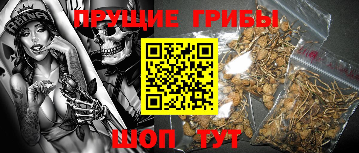 Псилоцибиновые грибы Psilocybine cubensis Нальчик
