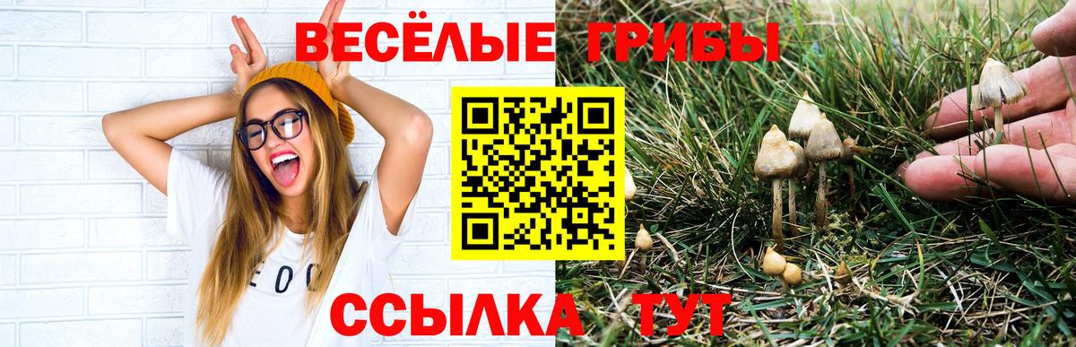 Галлюциногенные грибы прущие грибы  Вход с VPN  Нальчик 